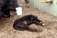 Owner Didn’t Want Hassle Of A Pregnant Dog, Shoots Her With Hunting Gun Pellets