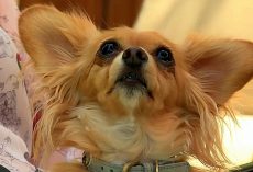 Family Refuses To Pay $20 For Their Missing Dog, Proclaim He’s “Not Worth It”