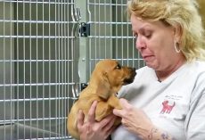 Shelter Pup Looks At Her With Such Sad Eyes, She Sells Her Business To Help Him