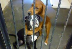 Dogs Were About To Be Euthanized, But They Hug Each Other And Refuse To Let Go
