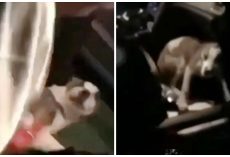 Woman Admits To Kicking & Punching Tiny Dog Because He “Jumped On Her Son”