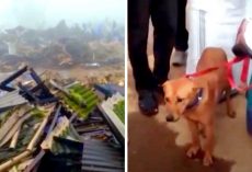 Dog Watches His Family Get Crushed Under Landslide, Goes Into Heavy Depression