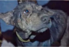 Feeble Dog Chained Up For 5 Years Wept As Rescuer Held Her Face In Her Hands