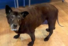 Man Left His Old Dog Tied To Public Bathroom With Note Saying “Be Nice To Dog”