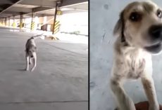 Dog Who Went Missing For 3 Months Cries Upon Seeing His Dad Again