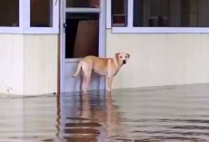 Family Abandons Their Dog During A Flood, Don’t Even Bother Coming Back For Him