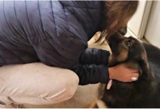 Woman Adopts Abused Dog With Dead Pups In Womb, Has To Give Her Back & Broke Down