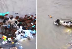 Mama Dog Seen Swimming Her Puppies To Safety Through Flood Waters
