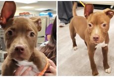 They Slapped, Taunted, & Tortured A 7-Week Old Pup Whose Tail Kept Wagging