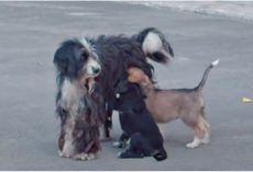 Matted Mom Wouldn’t Let Anyone Near, Puppies Pawed At Her & Couldn’t Nurse