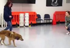 Soldier Saves Stray Dog In A Foreign Land, Now She Hopes The Dog Remembers Her