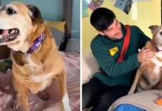 Dog Came To Shelter As A Puppy, But Years Of Rejections Later, She’s Grown Old