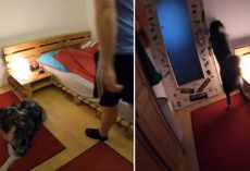Dad Leaves Dog Alone, And Dog Is Recorded Hitting The Lights & Tucking Into Bed