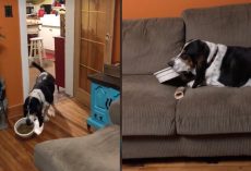 Spoiled Pup Takes His Food Dish To The Couch To Be Comfortable While Eating