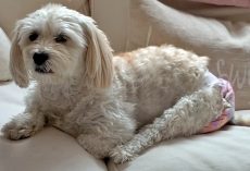 Formerly Abused Pup Was So Traumatized That She Was Too Afraid To Fall Asleep