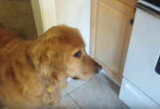 Picky Dog Won’t Eat Her Dry Food Until Dad ‘Cooks’ It