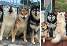 One Rebel Dog Always Messes Up Their Family Photo Sessions