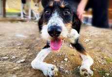 They Arrive To The Shelter, And One Boy Comes Crawling On Twisted Legs