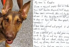 Dog Found Wandering The Street With A Note In A Bottle On Her Collar