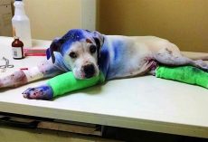 Owner Tries All They Can To Kill Their Dog, Gets Frustrated When Dog Won’t Die