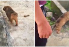 Savvy Stray Won’t Go Home With Man, Insists He Follows Him To Isolated Spot