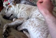 Dog Has A Nightmare, But Dad’s Soft Touch Puts The Sweetest Smile On His Face