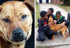 Owner Tries To Suffocate Dog Using Bungee Cord, But Kids Find Her Just In Time