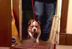 Deputy Comes Back To Town To Meet The Blind Rescue Pit Bull He Had Befriended