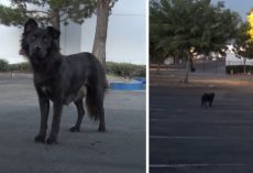 Friendly Stray Didn’t Trust Humans, Was Careful Not To Lead Them To Her Pups