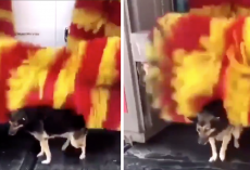 Every Day, Stray Visits The Car Wash To Use Their ‘Petting Machine’