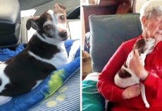 85-Year-Old Woman’s Dog Passes Away, But No One Will Let Her Adopt A New Dog