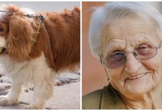 93-Year-Old Woman’s Tiny Spaniel Missing For 2 Days So She Calls Police In Tears
