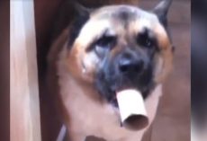 Funny Dog Uses Toilet Paper Roll As Megaphone For His Howls