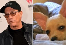 Jean-Claude Van Damme Saves Chihuahua From Euthanasia For Having Wrong Passport