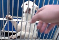 All Dogs In Shelter Get Adopted On Adoption Day, But One Dog Gets Left Behind