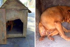 Owner Nails Shut A Dog House And Leaves It On The Street To Get Hit By A Car