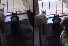 Cats Are Doing Some Bird-Watching When The Dog Shows Up And Ruins It All