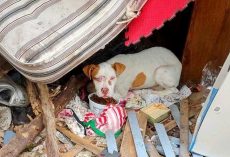 Pit Bull Puppy Used As A Bait Dog Hides Under A Mattress Amidst Junk And Debris