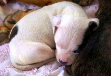 Man Separates 9 Pit Bull Puppies From Their Mama, Threatens To Drown Them All