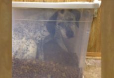 Mom Can’t Find Her Dog Anywhere, Hears Crunching Coming From The Other Room