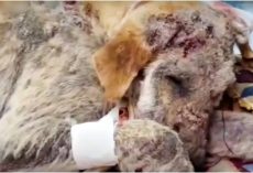 Dog With Incurable Sadness Too Worthless To Make Eye Contact Fainted From Pain