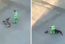 Street Sweeper’s Act Of Kindness Makes Homeless Dog’s Day
