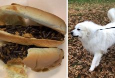 Someone Tried Poisoning Neighborhood Dog With Hot Dog Bun