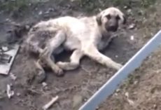 Old Dog Involved In Hit And Run Left In A Cold And Dirty Puddle
