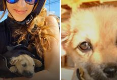Woman Vacationing Abroad Stumbles Upon Sick Stray Puppy On Side Of The Road