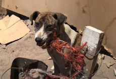 Dog Given Away By Her Owner Ends Up Tied Out In The Scorching Heat