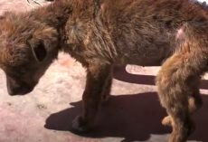 Small Puppy, The Last Alive Of Her Litter, Found On The Streets In Trouble