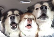 Gentle Giants Are On Their Way To Get Groomed When They Start Singing In Unison