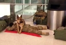Exhausted Soldier Receives Unsolicited Protection For A Nap At The Airport