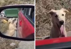 Stray Dog Approaches Stranger’s Vehicle Hoping To Be Rescued